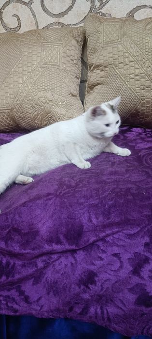 Отдам бесплатно кошечку