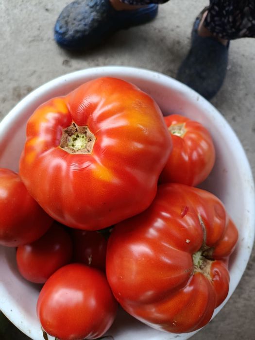 Vand rosii bio de solar