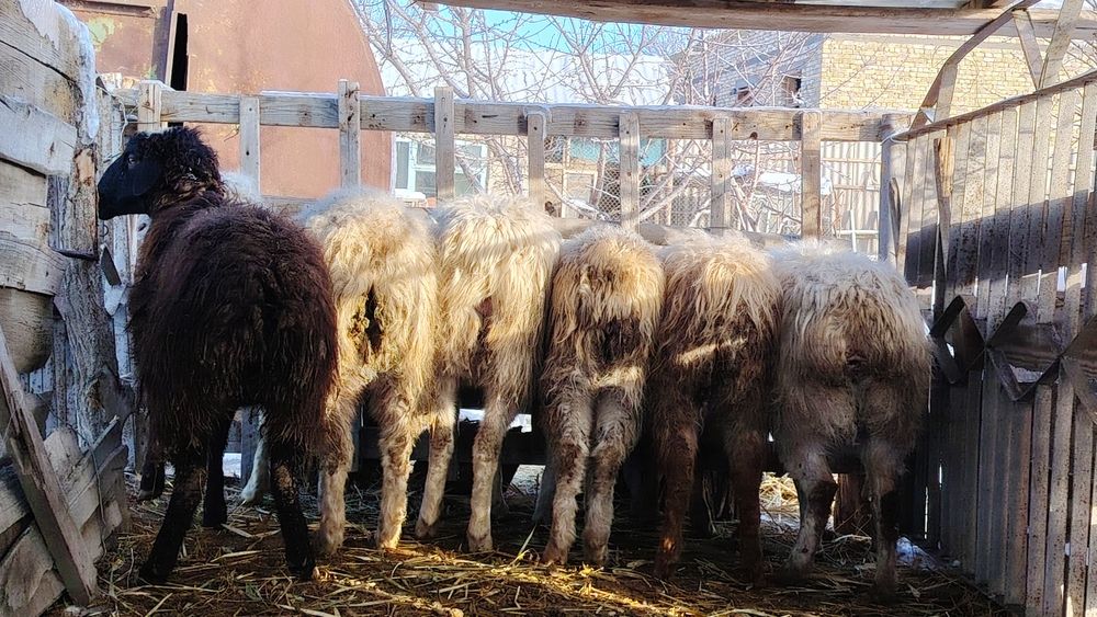 6 бас ұрғашы қой жемде тұр