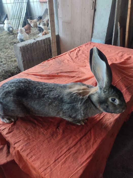 Vand iepuri urias german