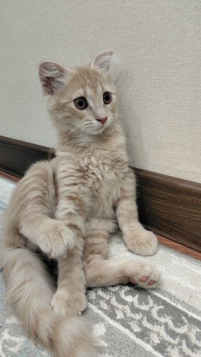 Котенок в добрые руки