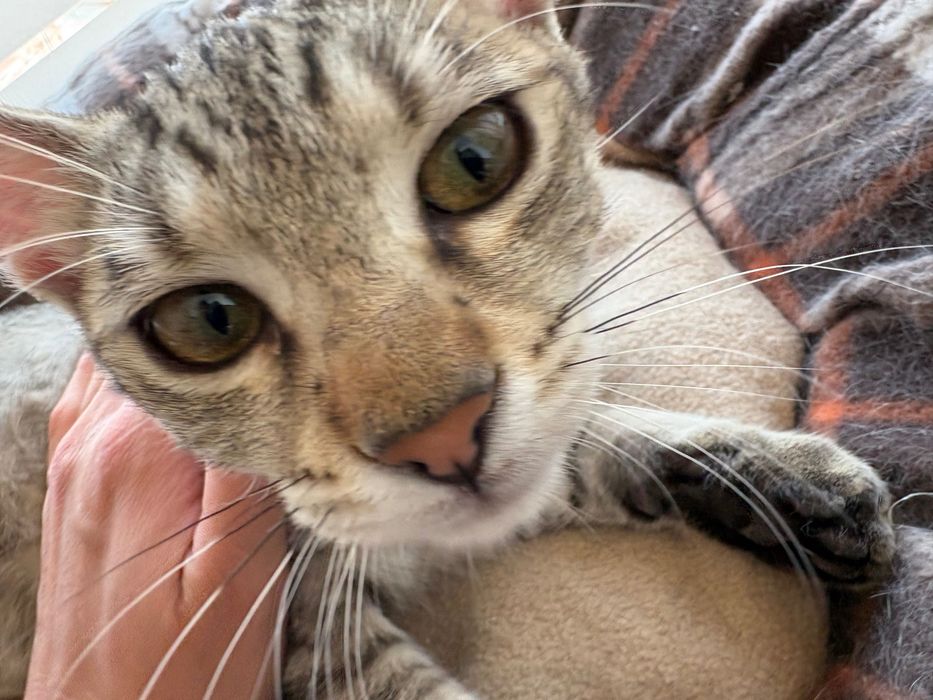 Teri, motanel de 4 luni pentru adoptie