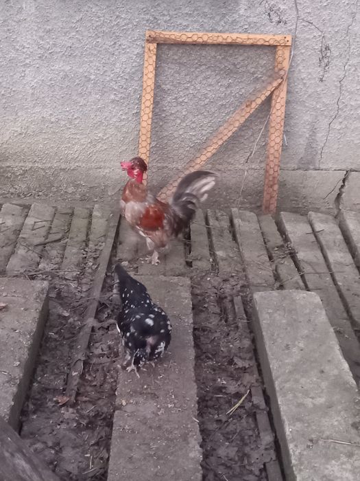 Pereche gaini pitice golașe