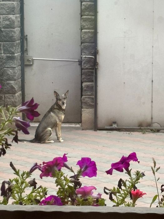 Кобель на вязку 8 лет метис