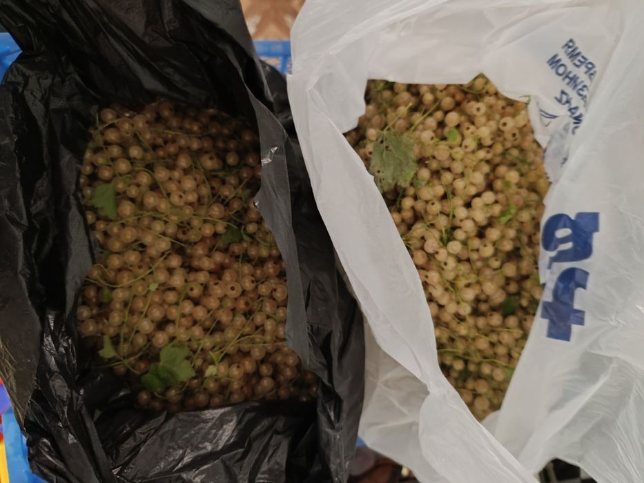 Дача в обществе природа.