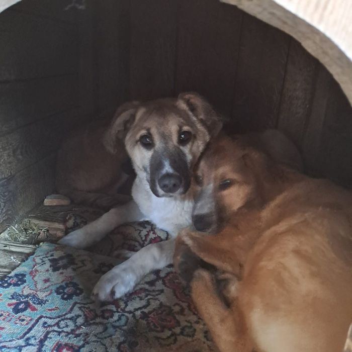 Срочно щенки ищут добрые руки!