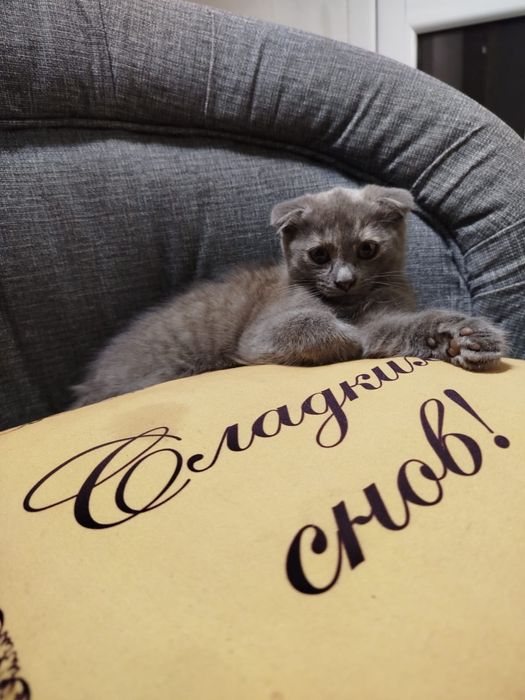 Кошечка вислоушка