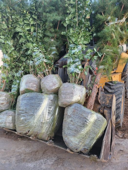 Пересадка выкопка посадка