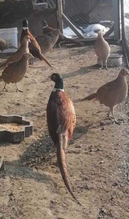 Продам  домашних Фазанов