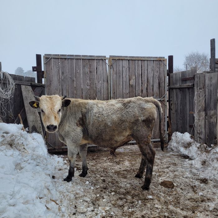 Продам бычка годовалый