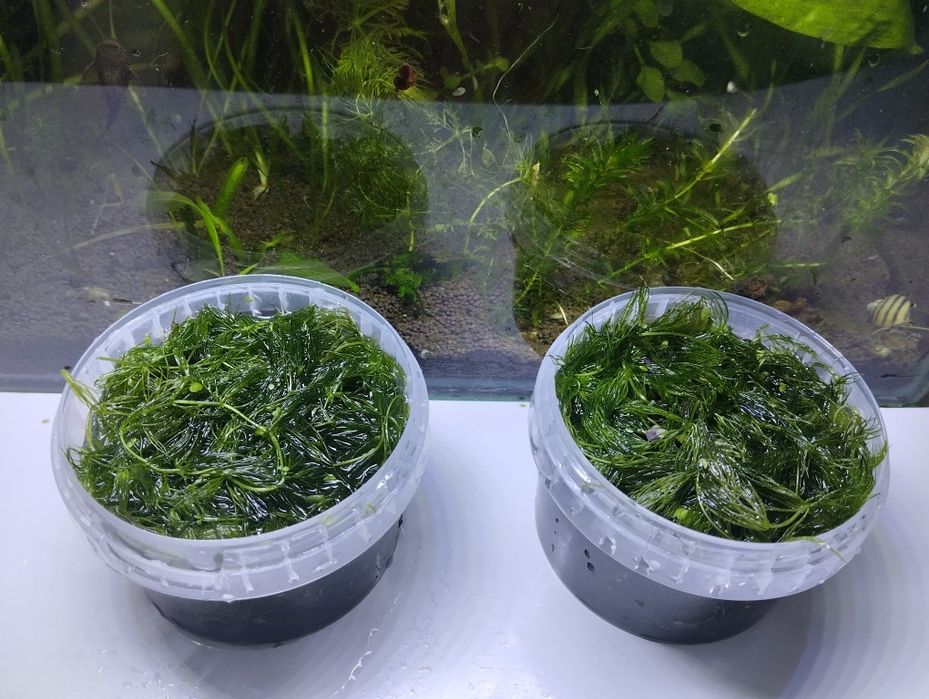 Продам или обменяю Роголистник