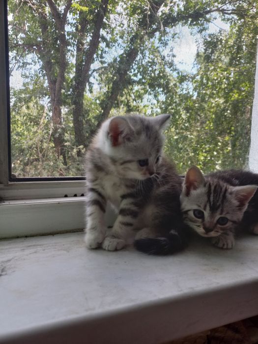 Продам котят шотландцев