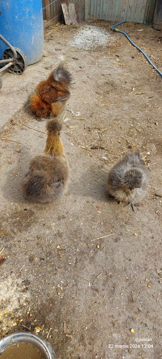 Motata japoneza familie 2+1