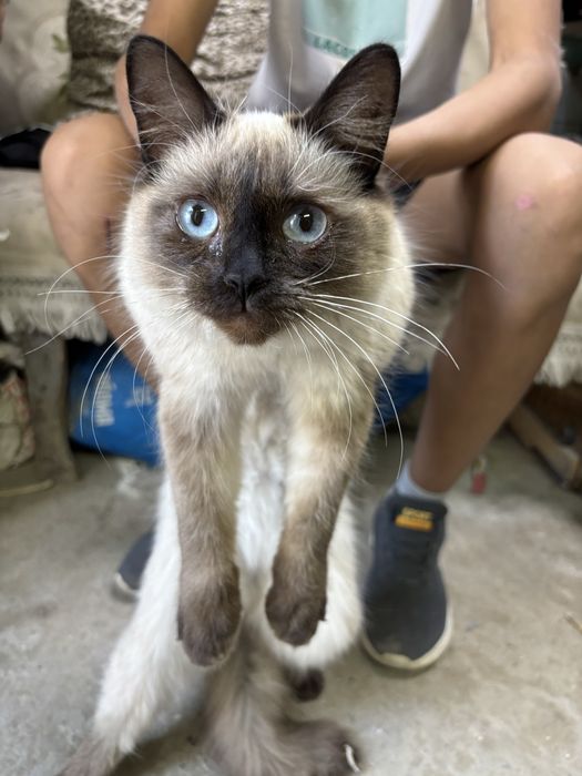 Продам Сиамскую кошку