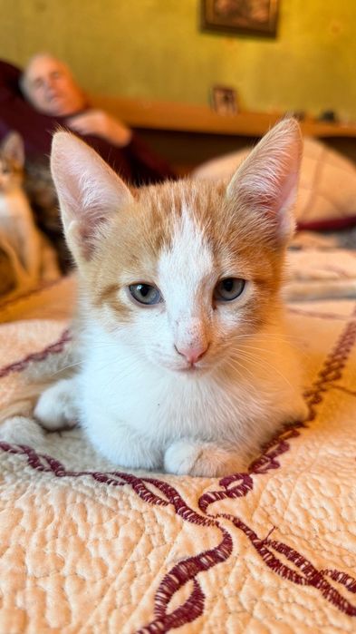Отдам котят в добрые руки
