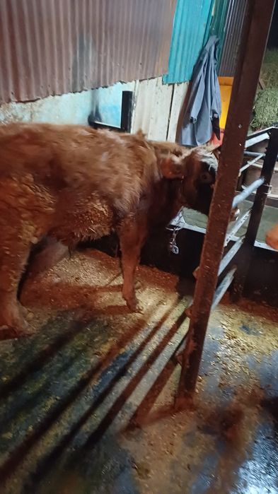 Продам бычков 7месячные