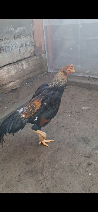 Бойцов, дакан. Шамо