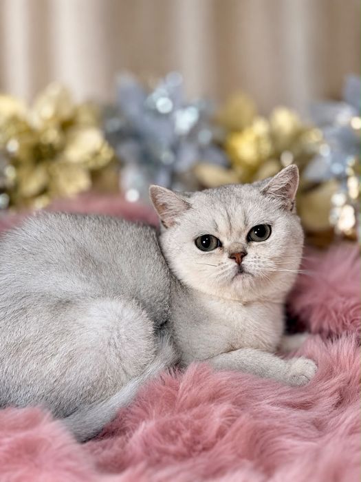 Котята с документами