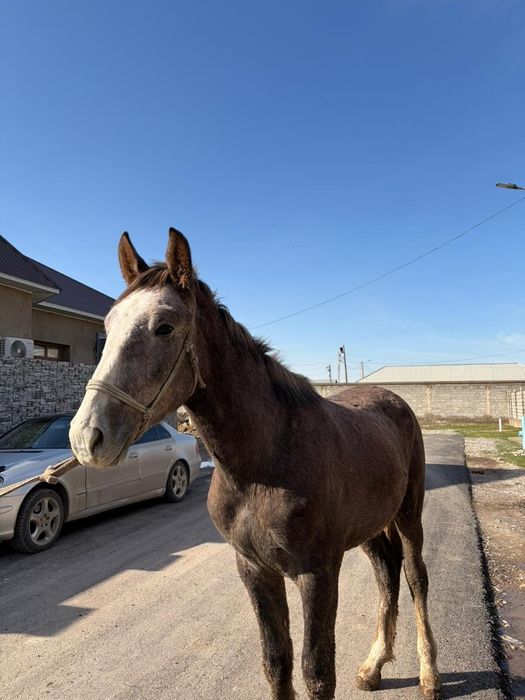 Үш жасар жылқы сатылады саудасы бар