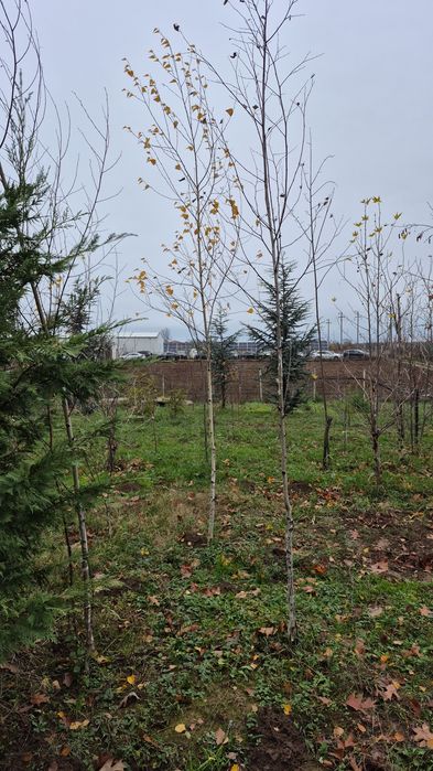Mesteacan  alb  plante