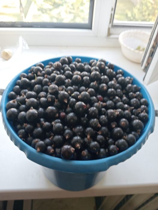 Продам смородину свежая