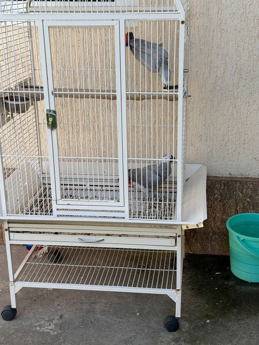 Jakola sotiladi hafasi bilan