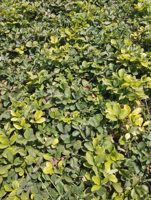 Кочат кулупной 2-та сорт