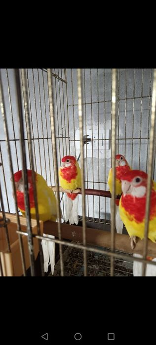 Călugări, rosella, agapornis etc. Am și crescuți la seringa.