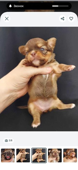 Продаю щенков чихуахуа