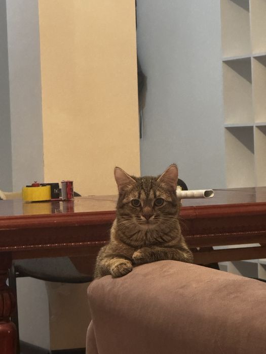 ВНИМАНИЕ!!! Отдам даром кошку