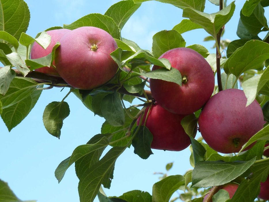 Продам дачу в садоводстве "Здоровье"