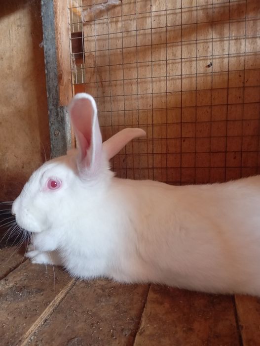 Quyon sotiladi hikol