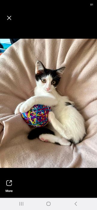 Котенце на 2 месеца и половина