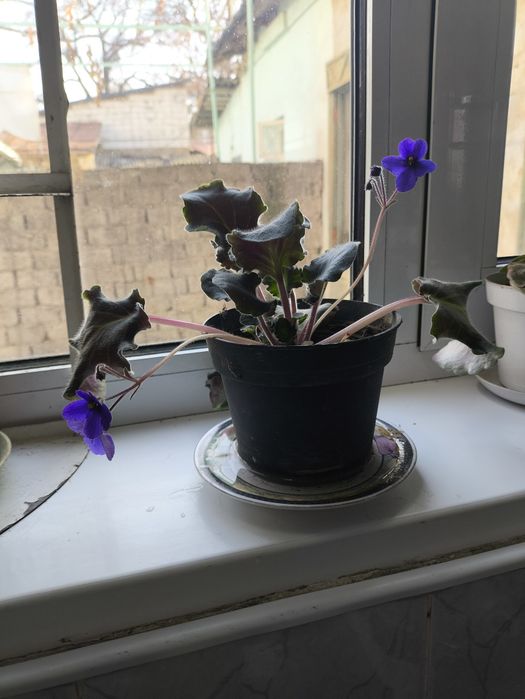 Денежное дерево и цветущие фиалки