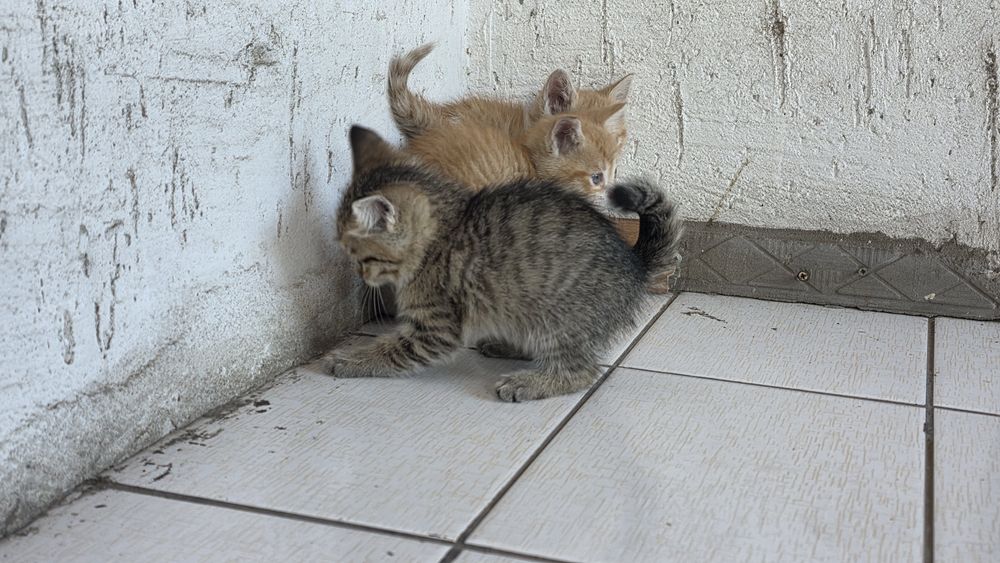 Отдам котят бесплатно