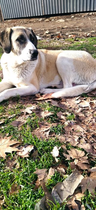 Щенки Алабайчики