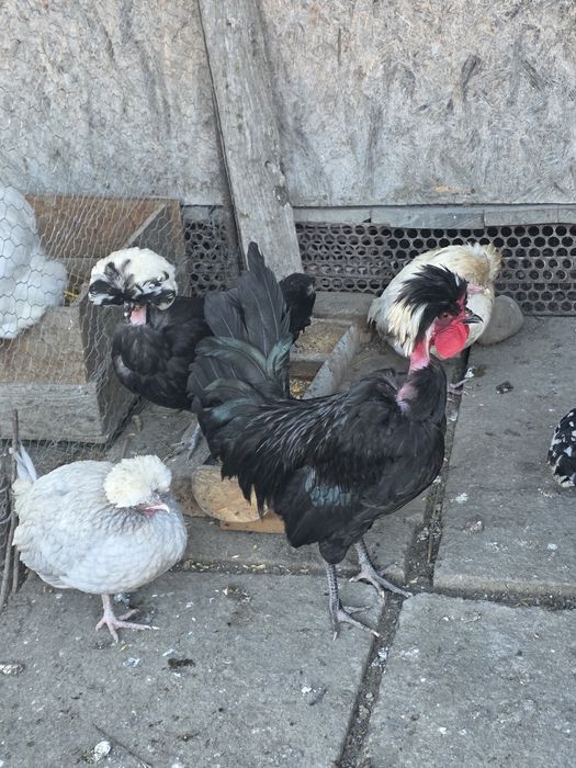 În curând puișori de la păsările din imagini