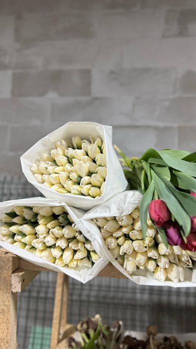 Тюльпан оптом премиум класса