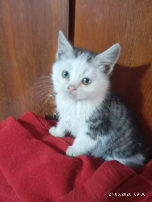 Британские    котята