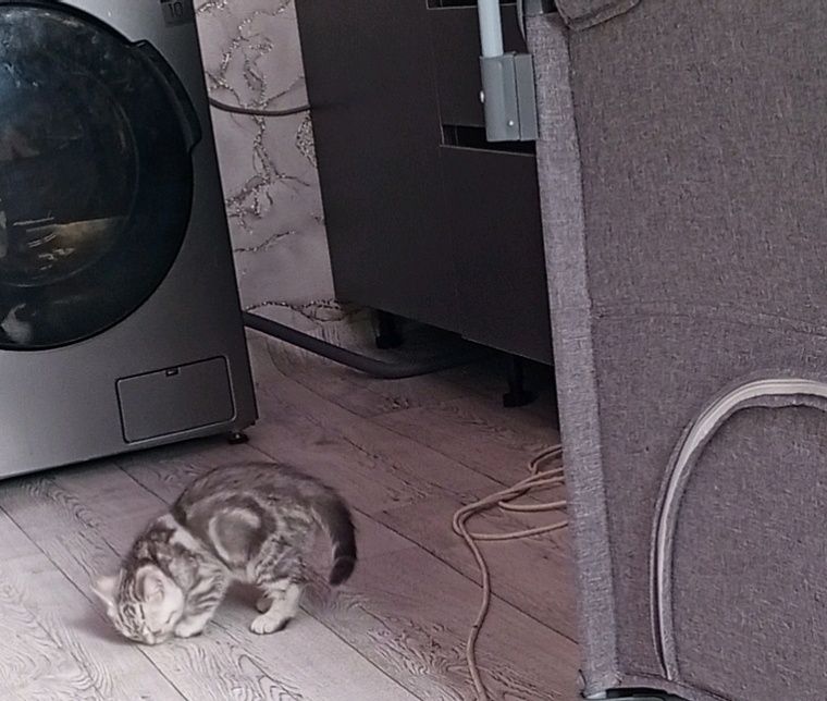 Шотланский котёнок девочка
