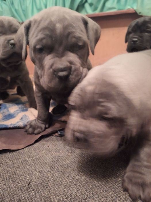 Кане Корсо италяно