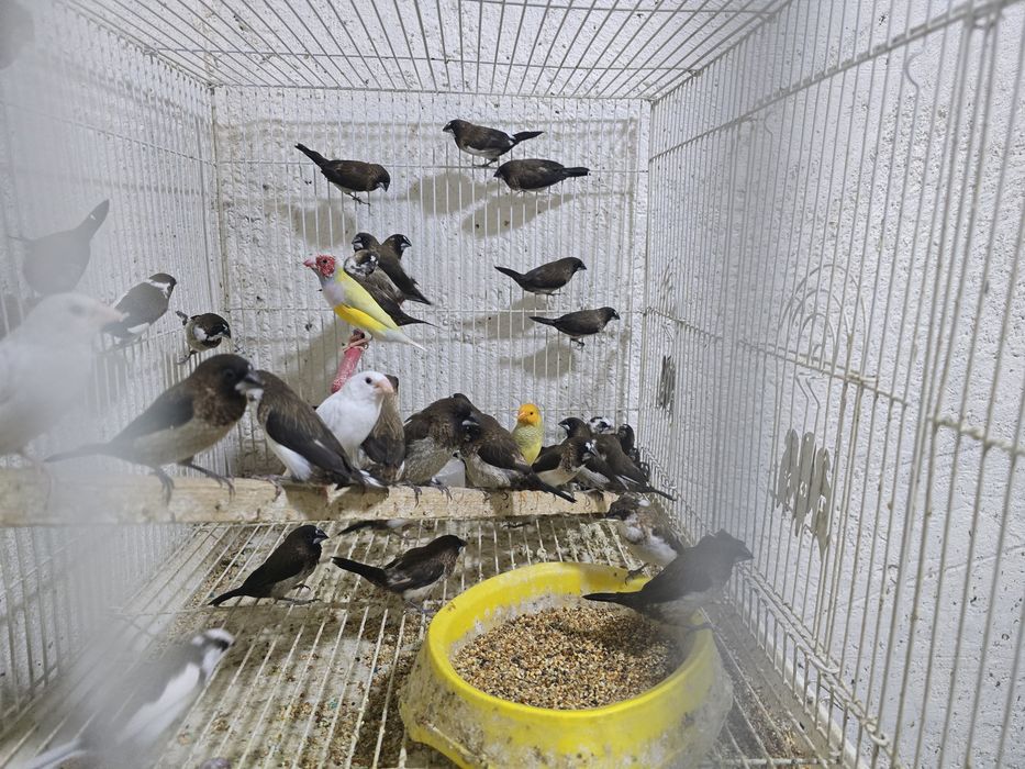 Амадинчики амадинчики