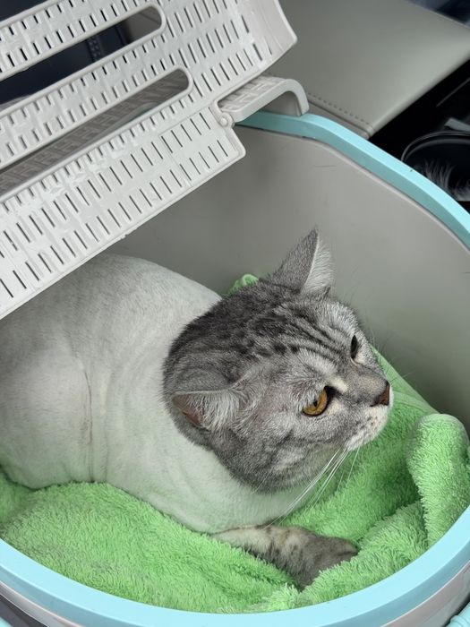Отдам в добрые руки кошечку Луну