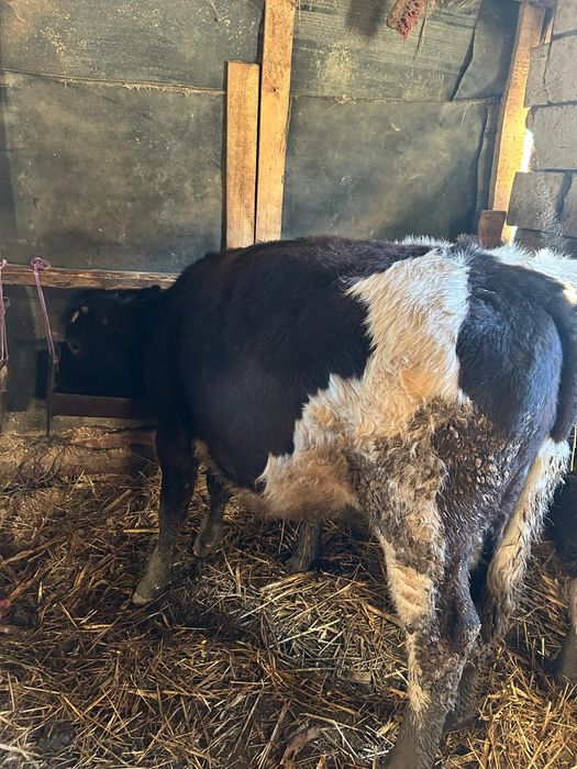 Vand 3 vitele diferite rase