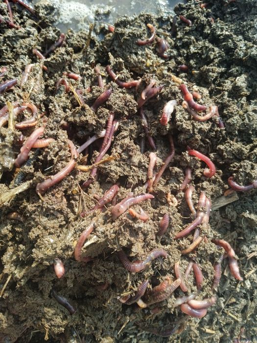 Биогумис ва чувалчанг сотилади