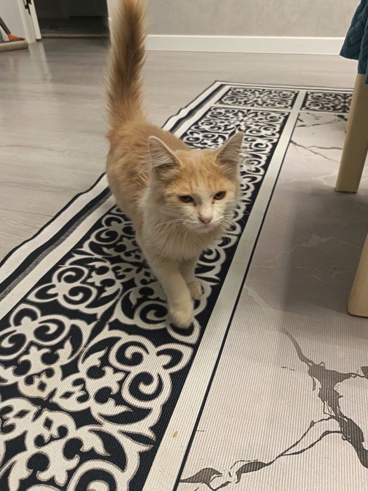 Продам домашнию кошку