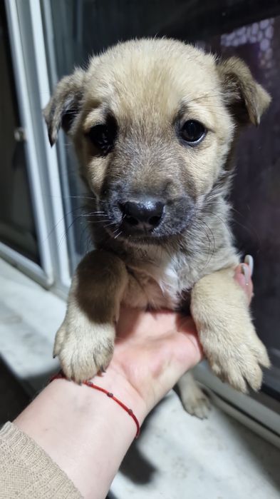 Отдам щенят бесплатно