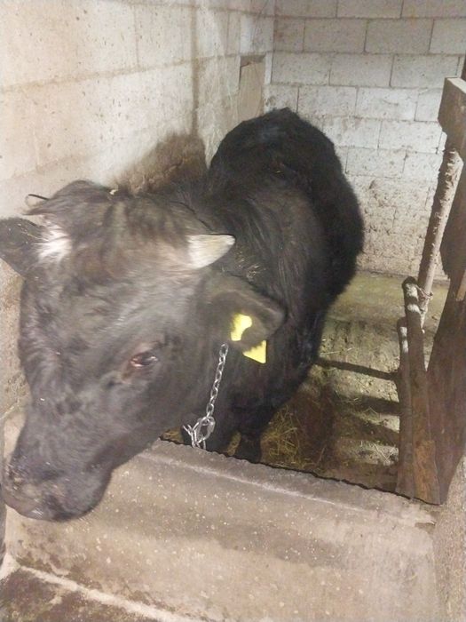 Продам быка стоит на откорме