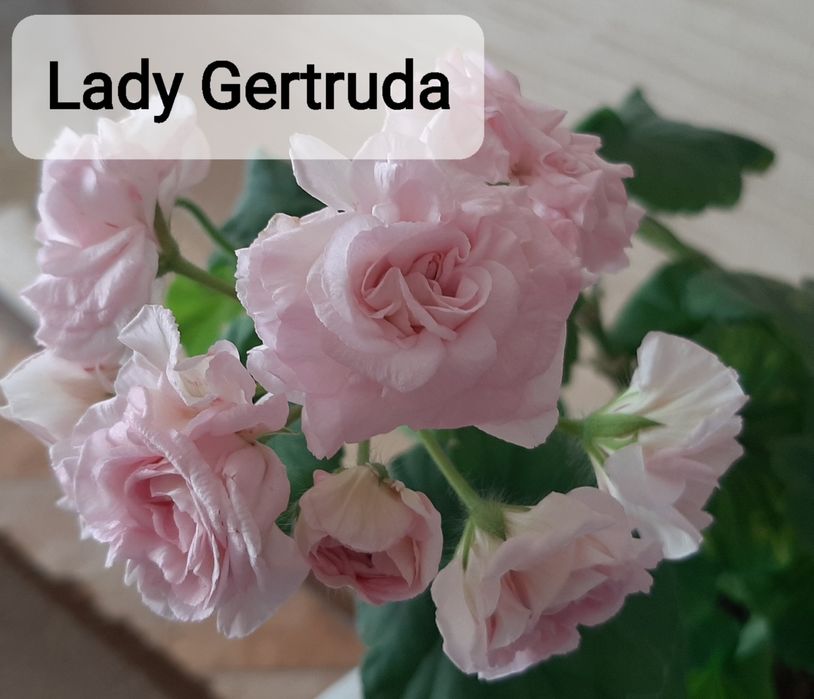 Укоренённые черенки сортовых пеларгоний