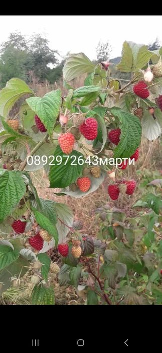Разсад ягоди и малини